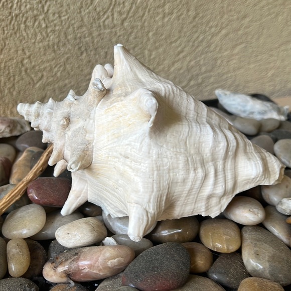 Other - Large Real  inch SeaShell 7” x 5.5”